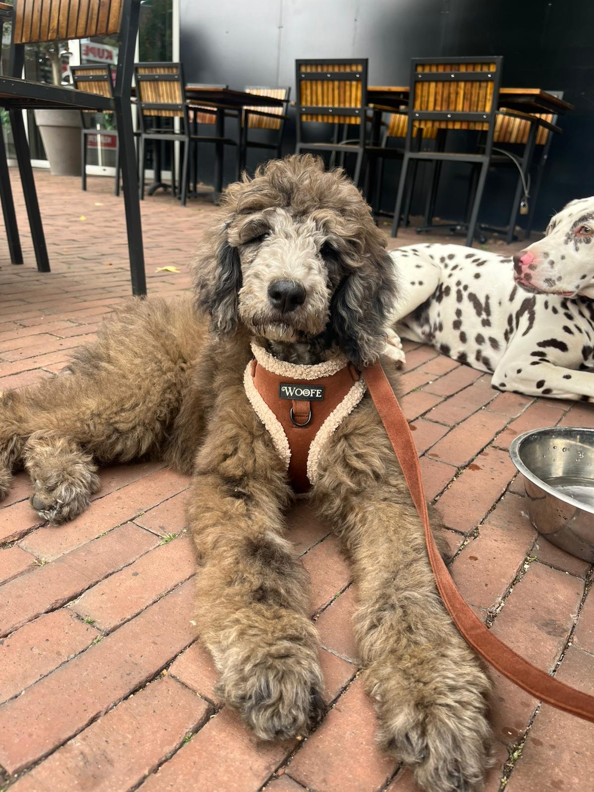 The Velvet Bear Harness & Leash