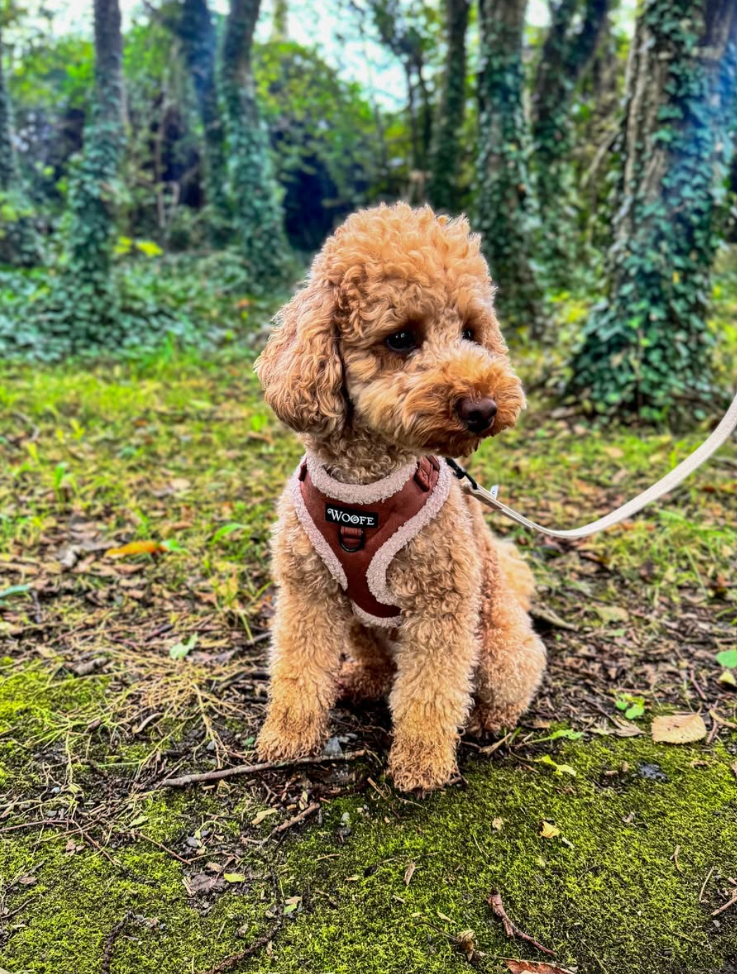 The Velvet Bear Harness & Leash