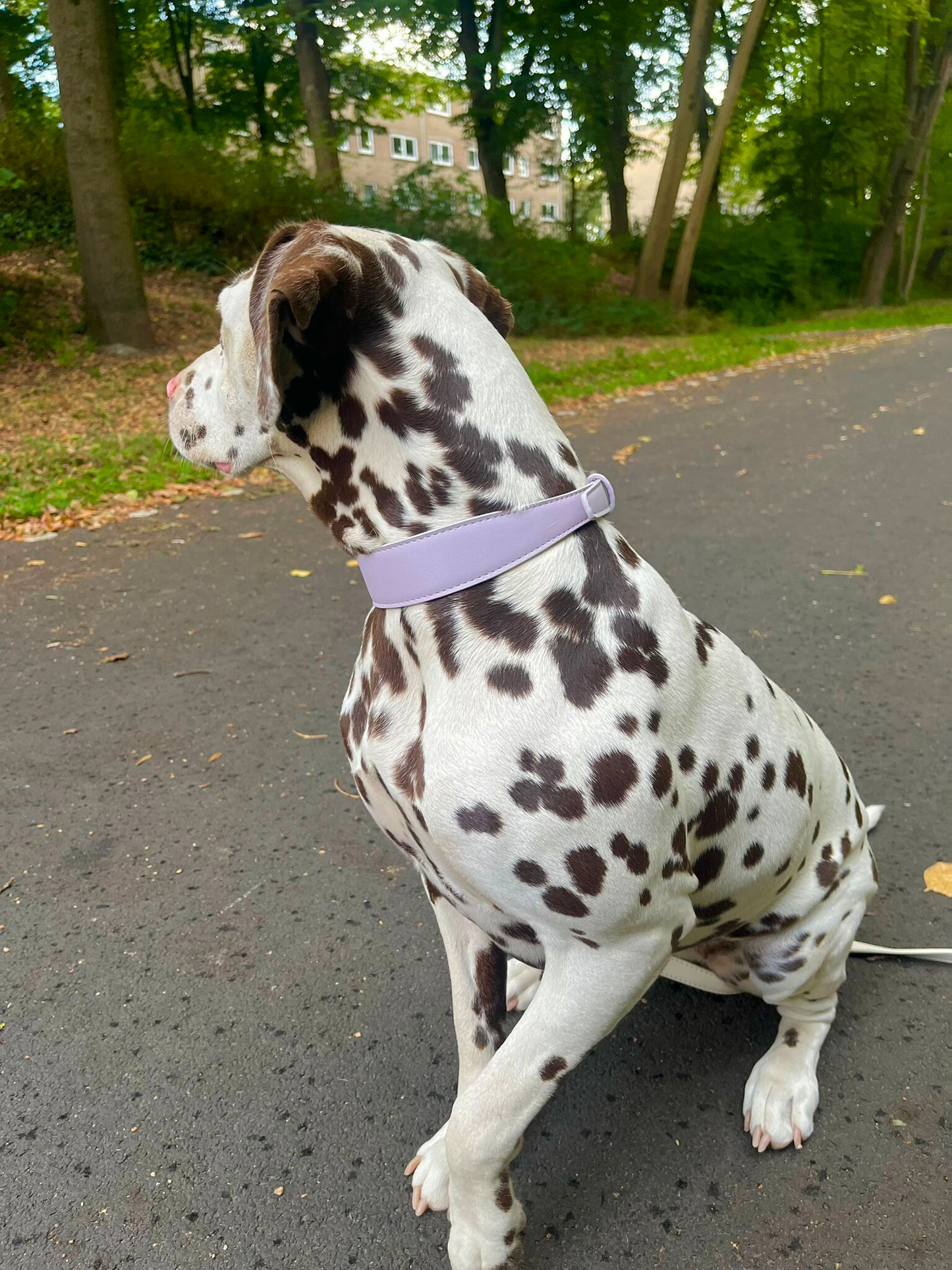 Lilac Dream Collar & Leash Set