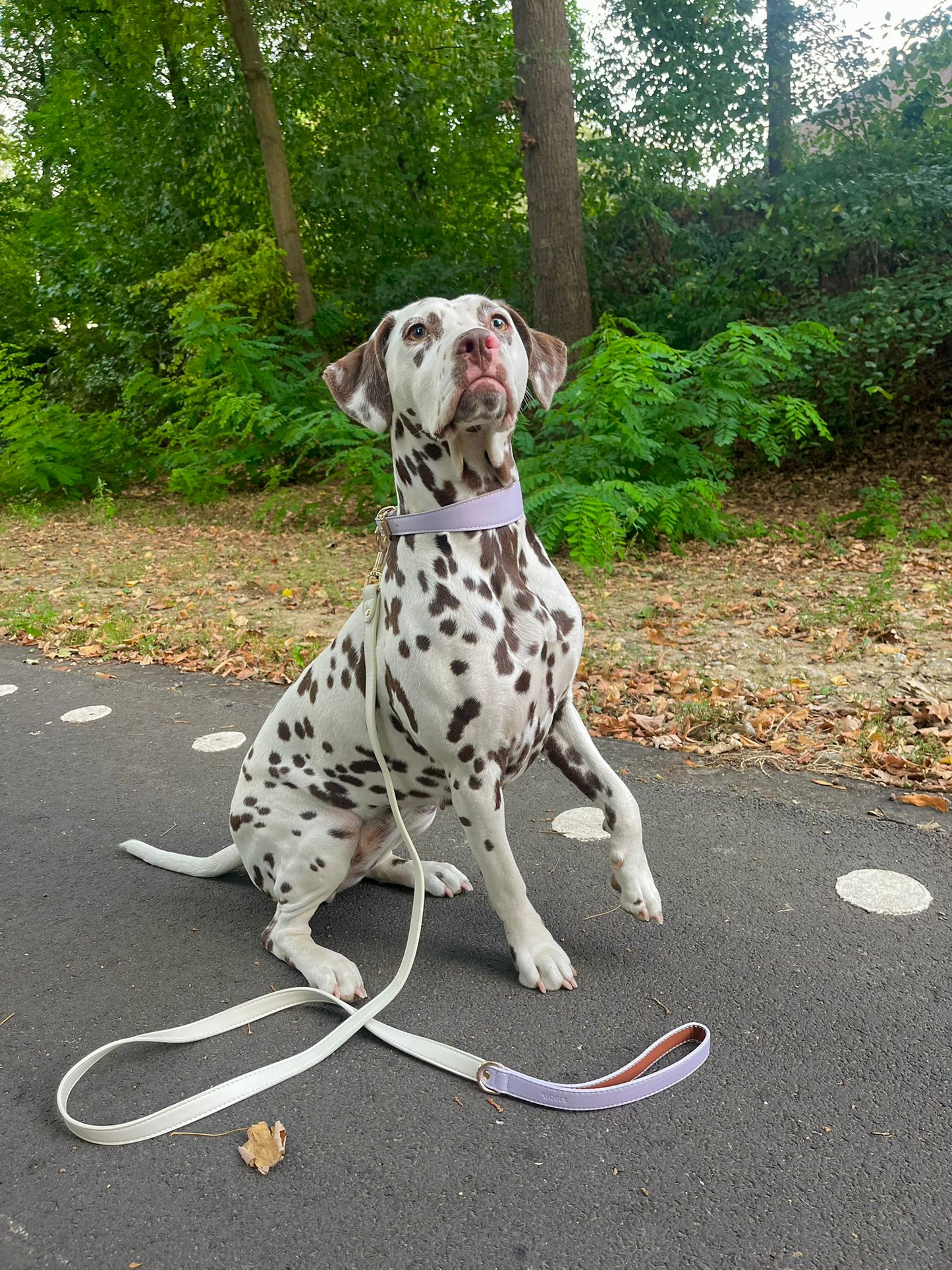 Lilac Dream Collar & Leash Set
