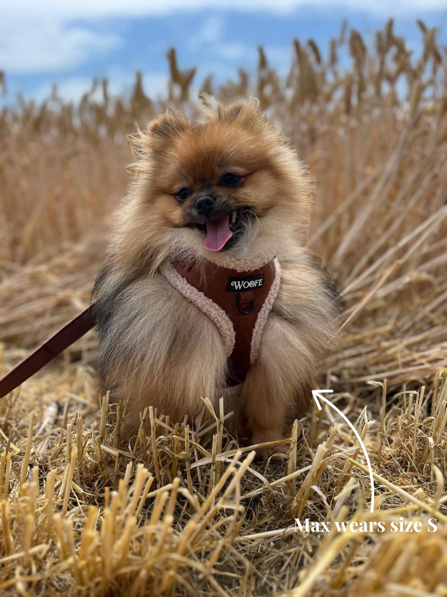 The Velvet Bear Harness & Leash