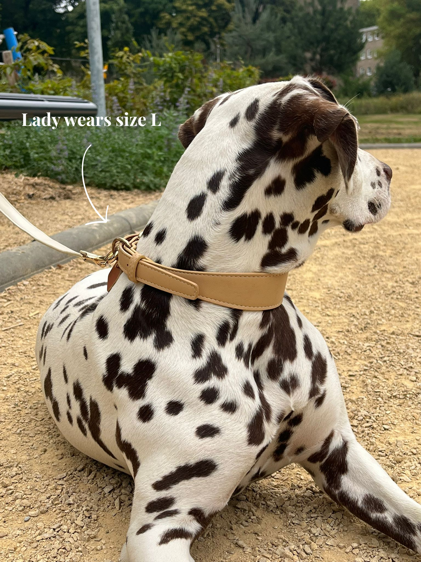 Milk Tea Collar & Lead