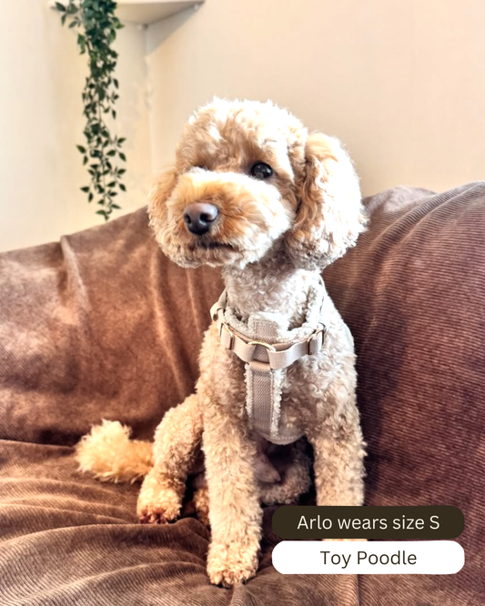 Teddy Harness Cashew