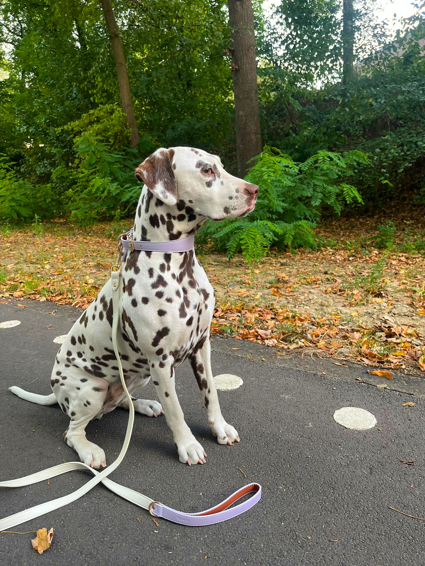 Lilac Dream Collar & Leash Set