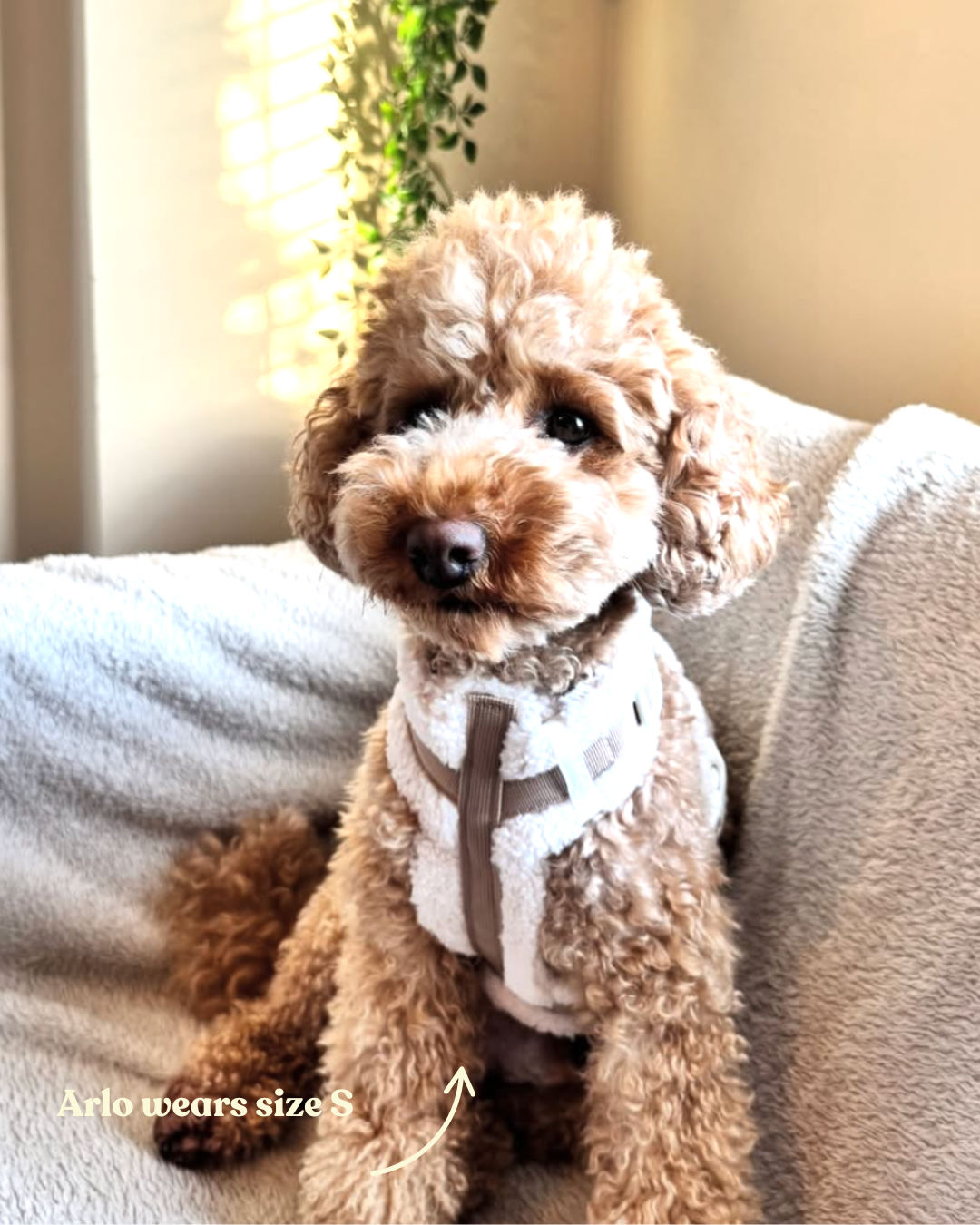 The Sherpa Bear Harness