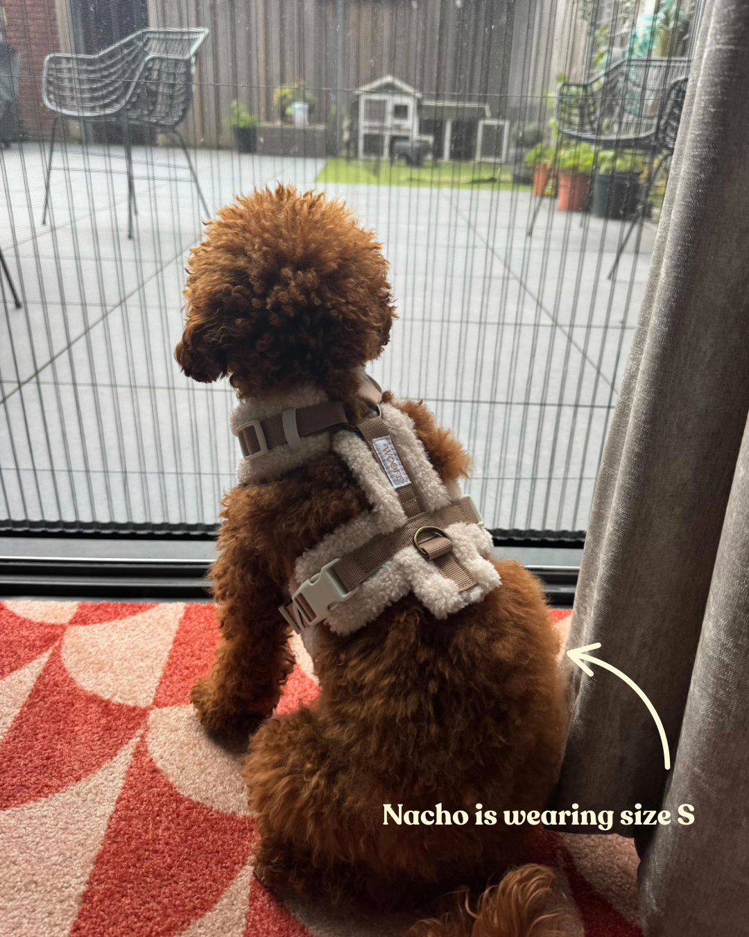 The Sherpa Bear Harness