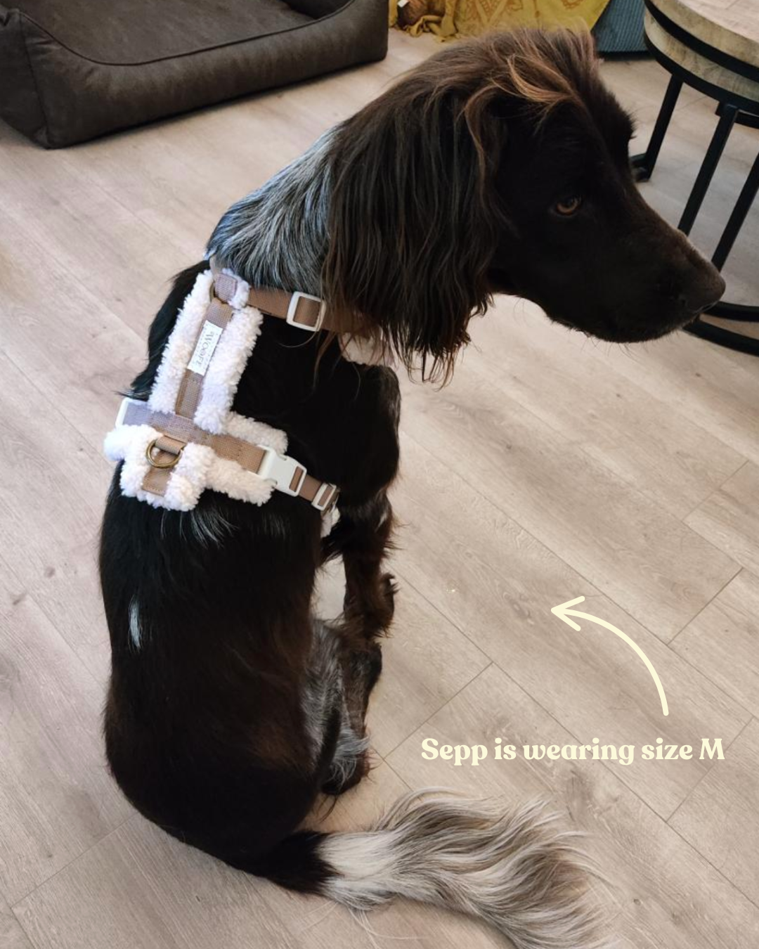 The Sherpa Bear Harness